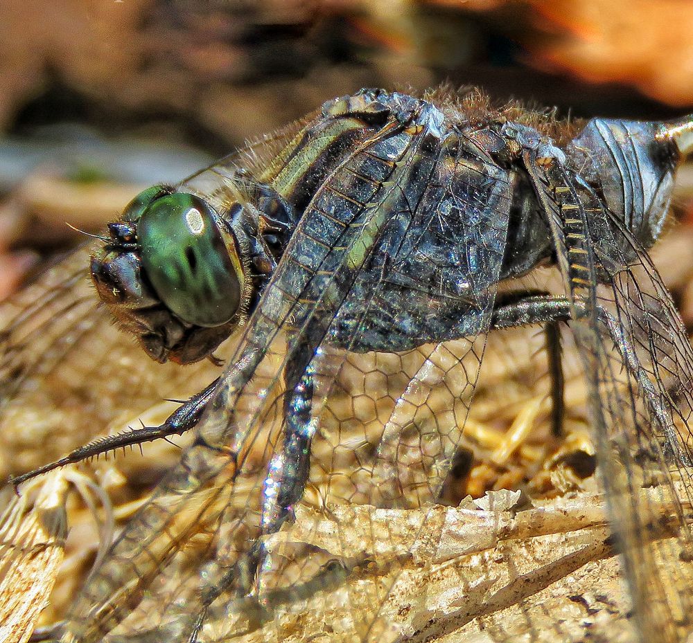 Photograph by Reza Heydari