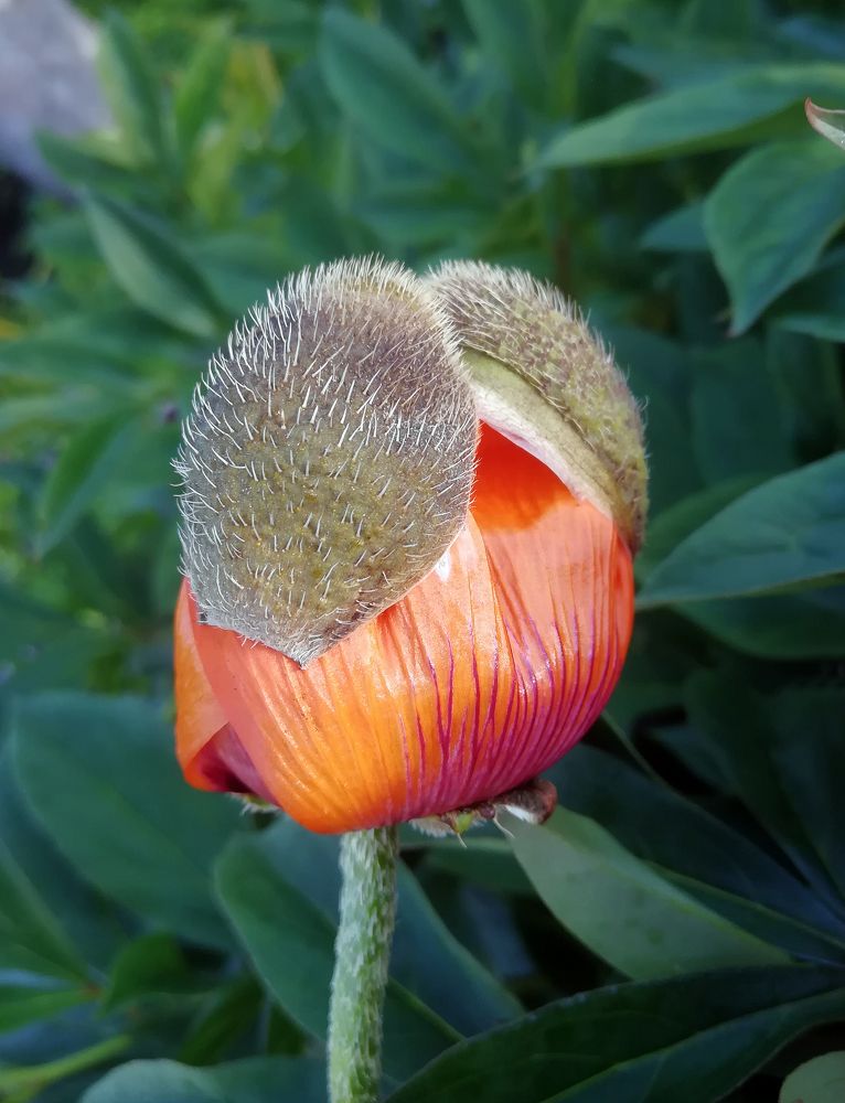 Photograph by Юлия Картушина