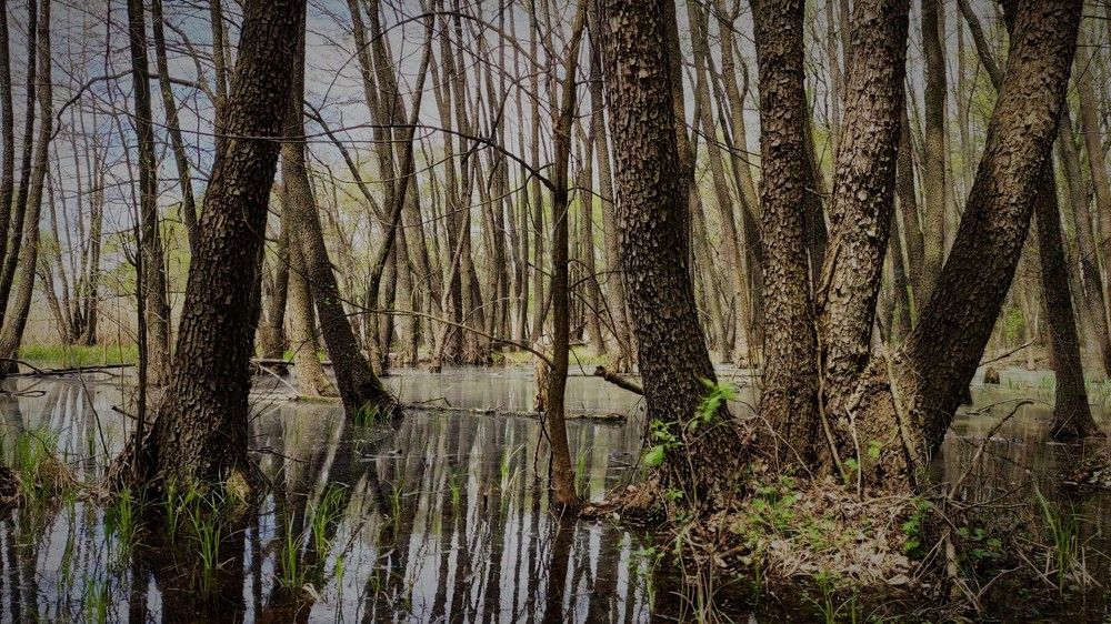 Фотография автора Лилия