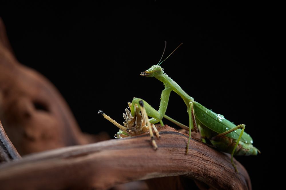 Photograph by Лана Полякова