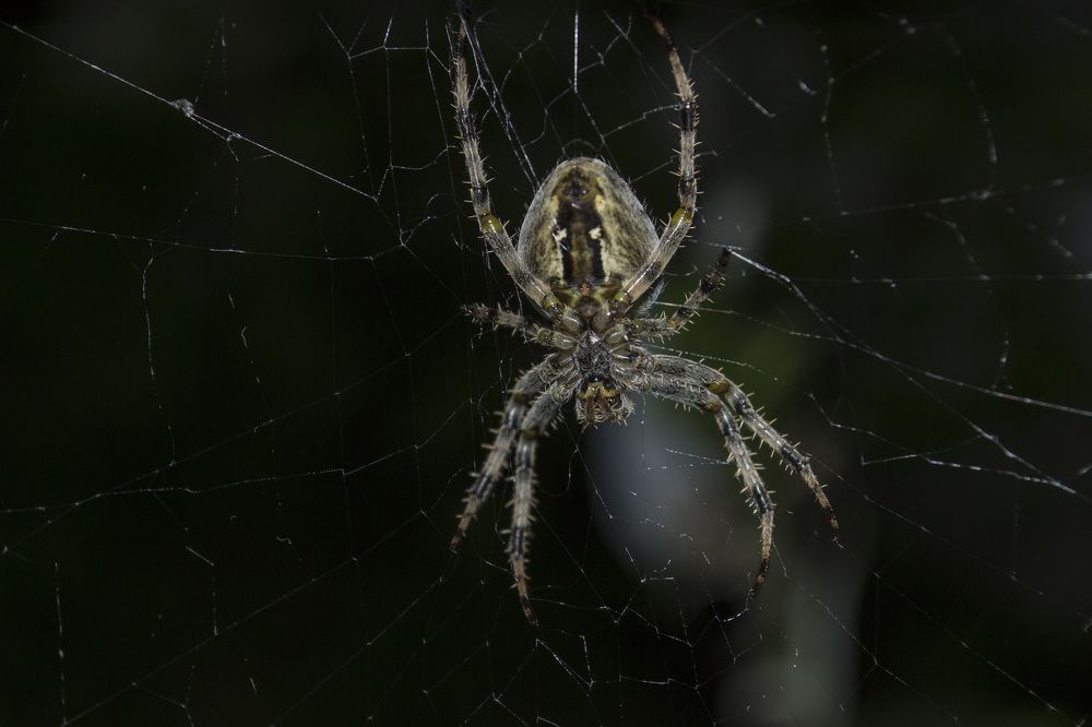 Photograph by Евгения Михайлова