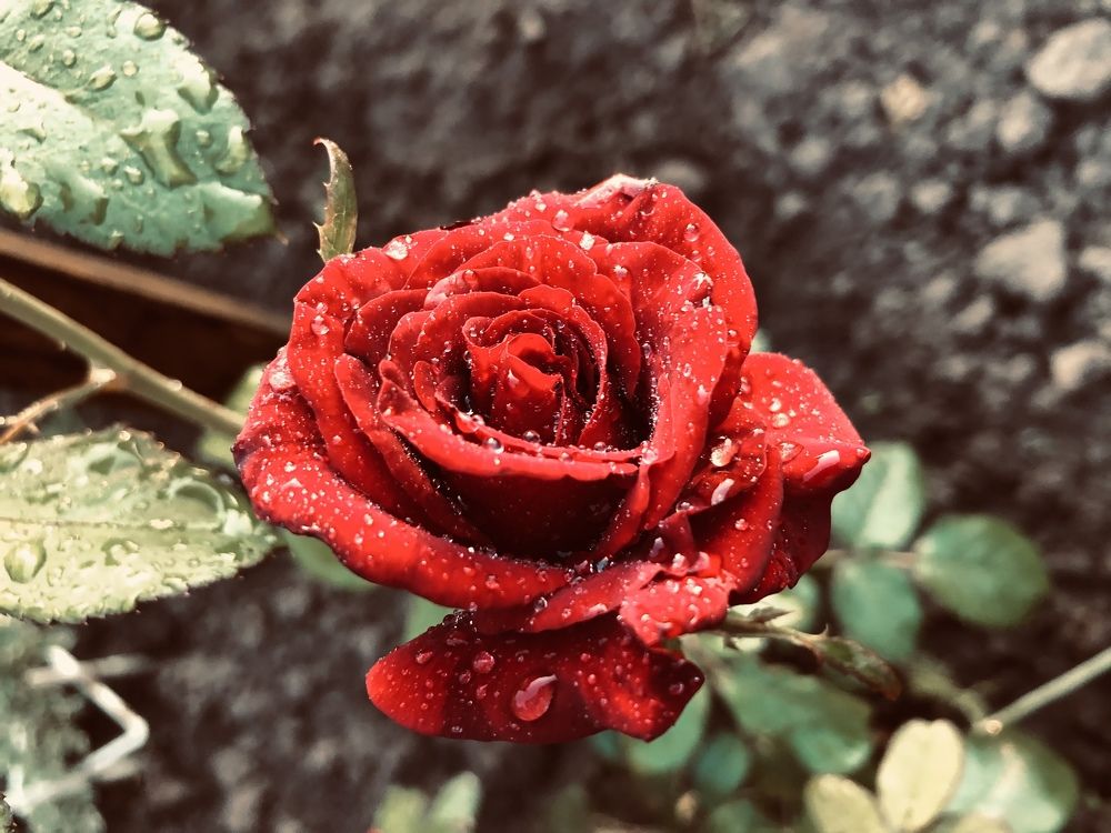 Photograph by Алена Жирова