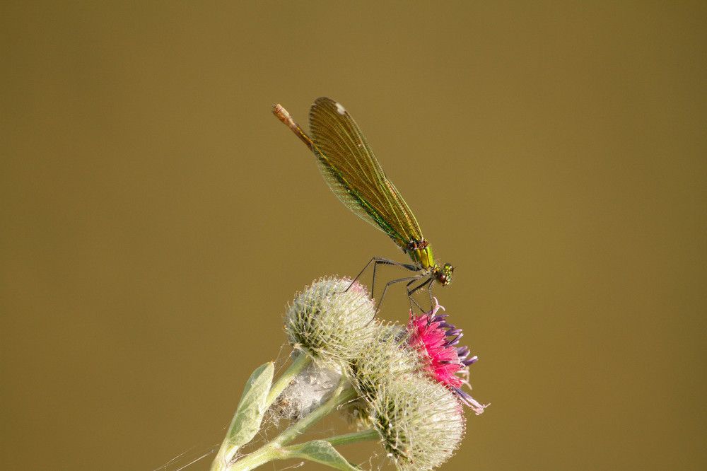 Фотография автора Тимофеев Алексей