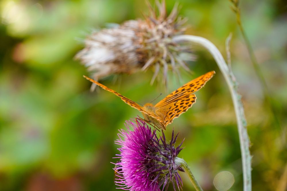 Photograph by Reinhold Seibel