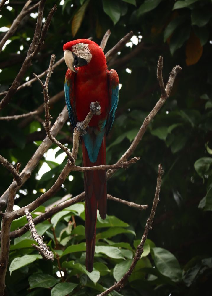 Guacamaya Roja