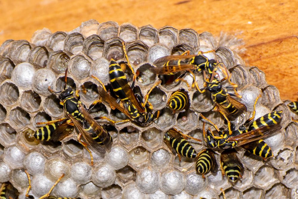 Photograph by Наталья Вялых