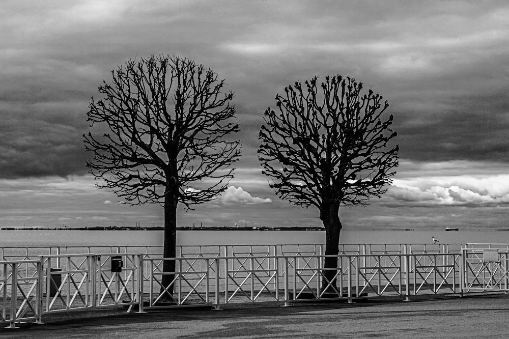 Двое и чайка