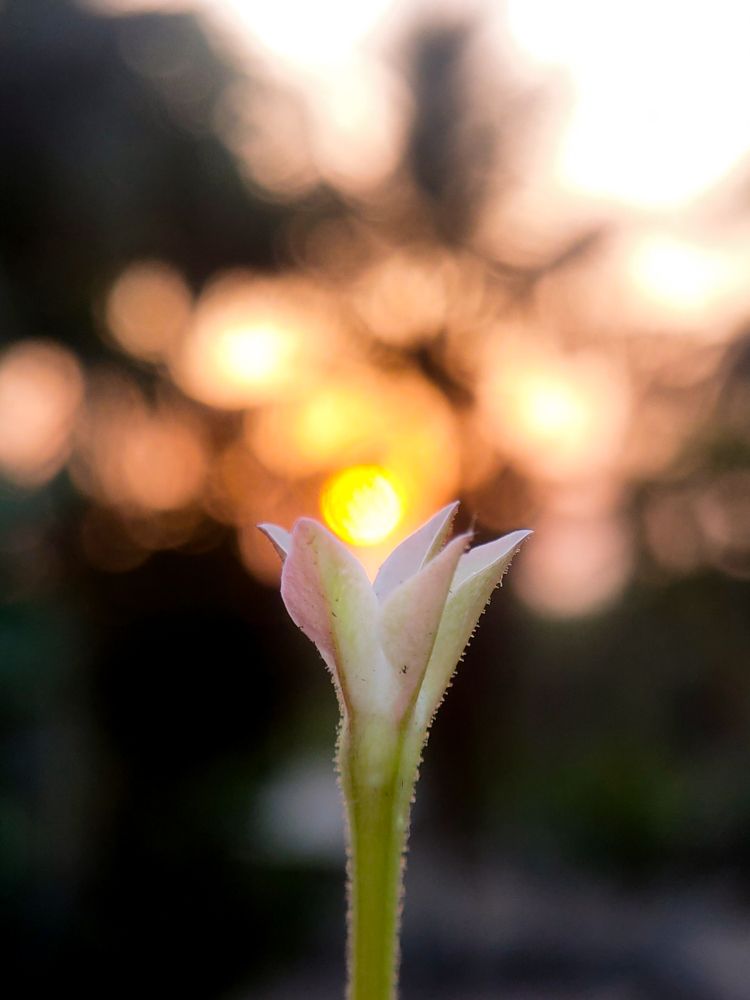 Photograph by SPANDAN DAS