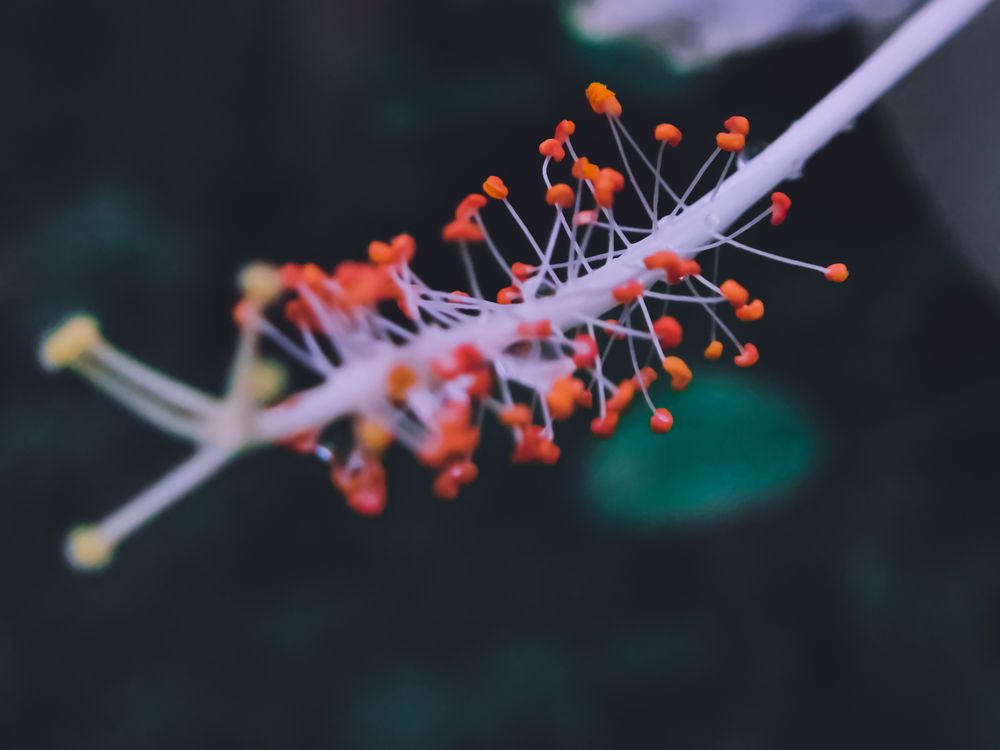 Photograph by SPANDAN DAS