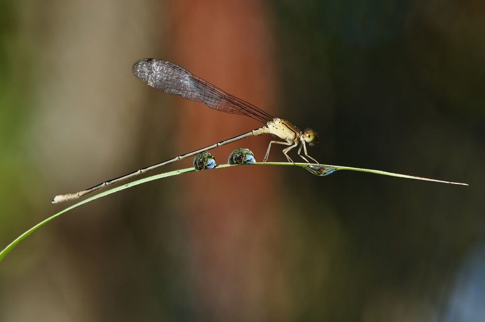 Photograph by Sharel Albor