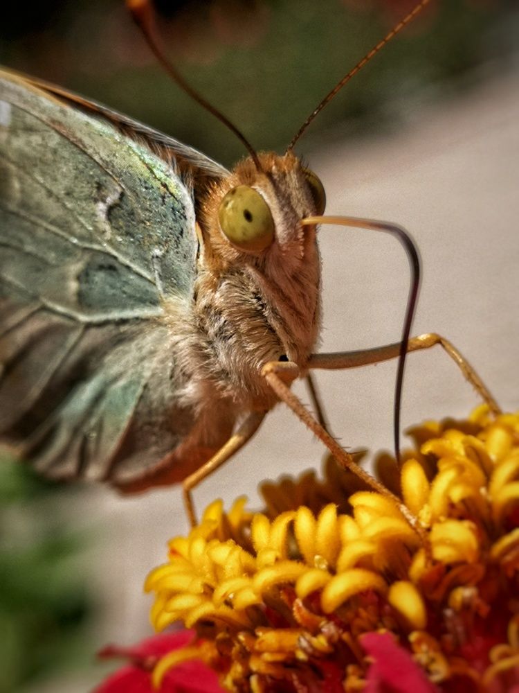 Photograph by Natali