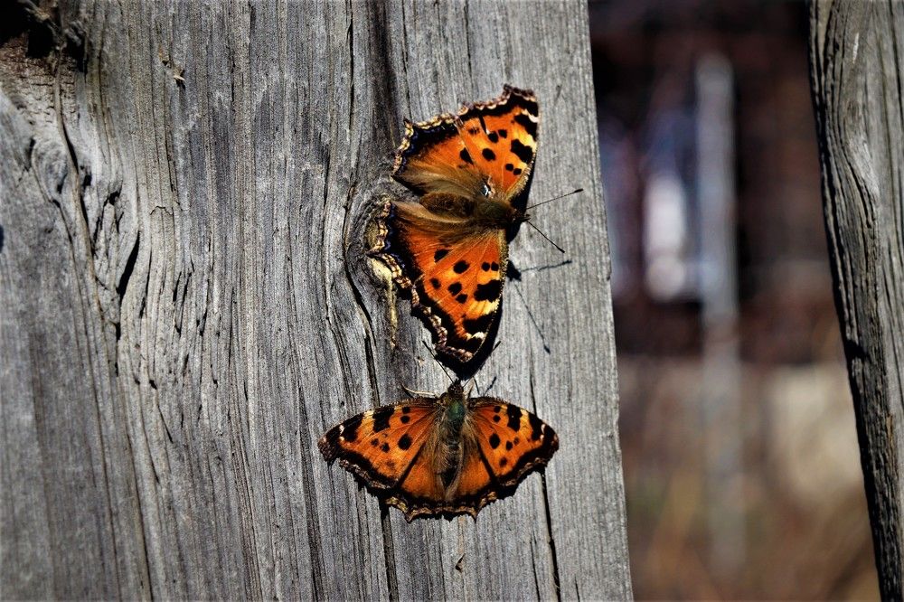 Photograph by Федоренко Элеонора