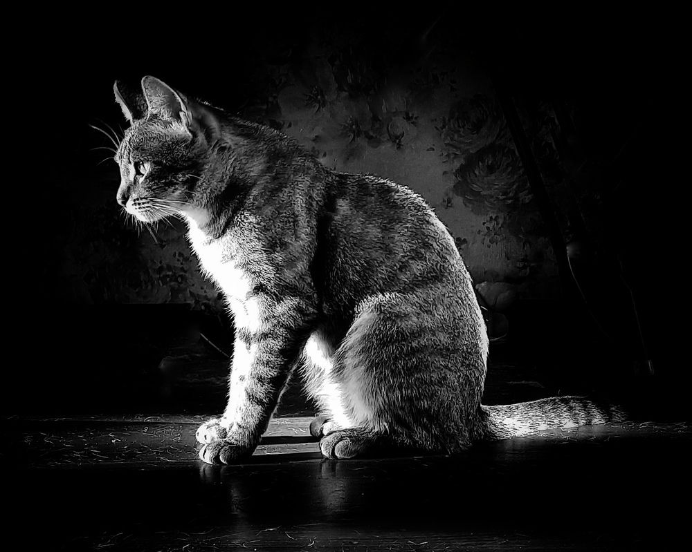 Котовспышка.