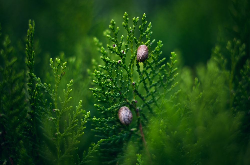 Маленькие джунгли