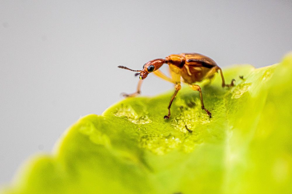 Small creature is ready to take its meal