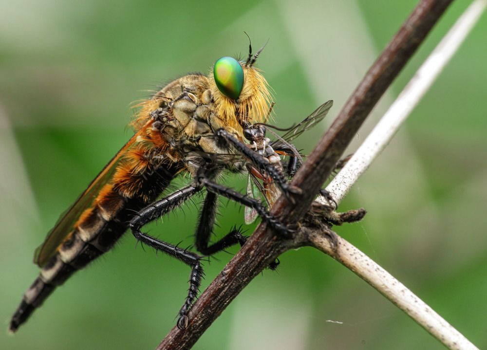 Rober Fly with a kill