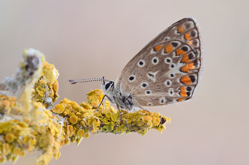 Photograph by Fabio Cartelli