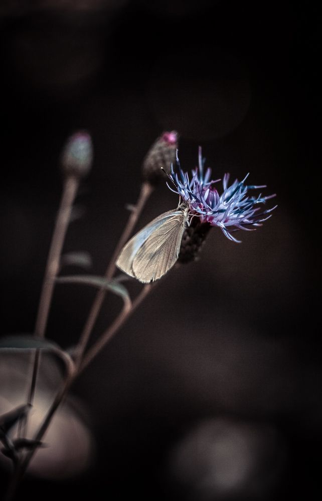 Photograph by Наталья Лукьянчук