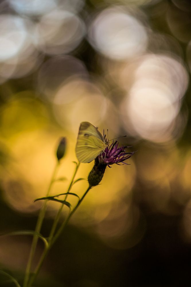 Photograph by Наталья Лукьянчук