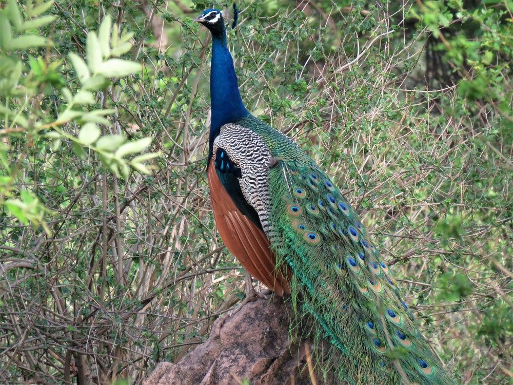 Lone peacock sitting on a rock