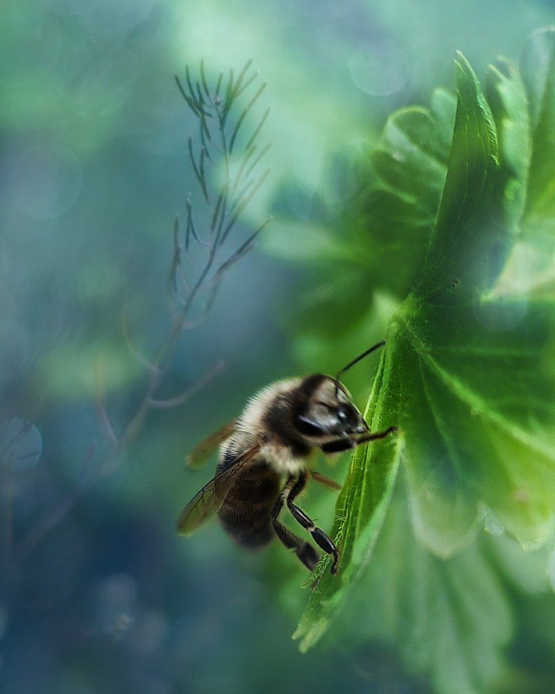 Photograph by Дина Чаица