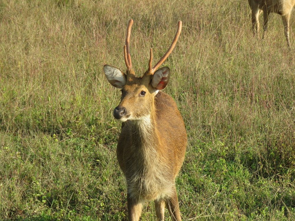 Orange horned juvenile barasingha Close up