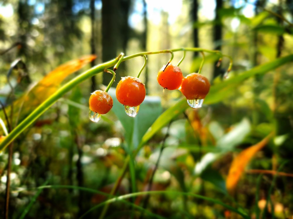 Photograph by Андрей Вахрушев