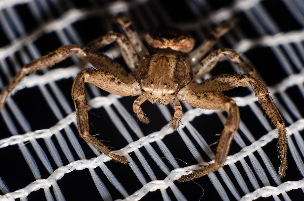 Паук Домашний