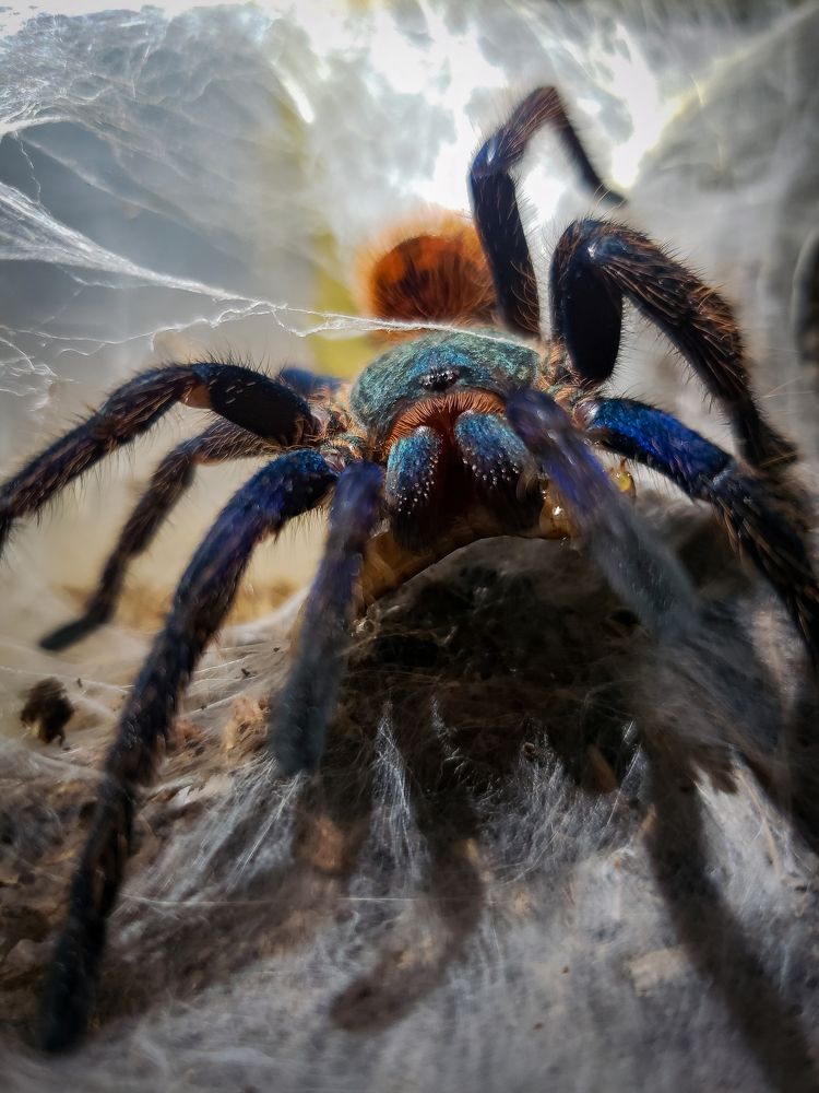 Tarantula Azul
