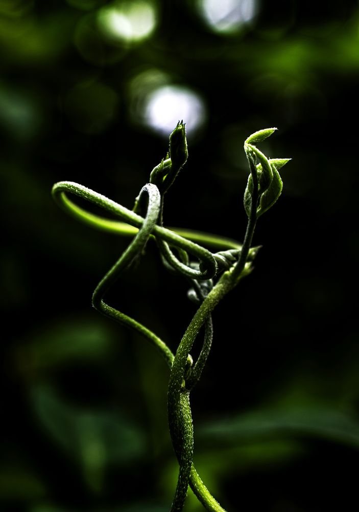 Entangled