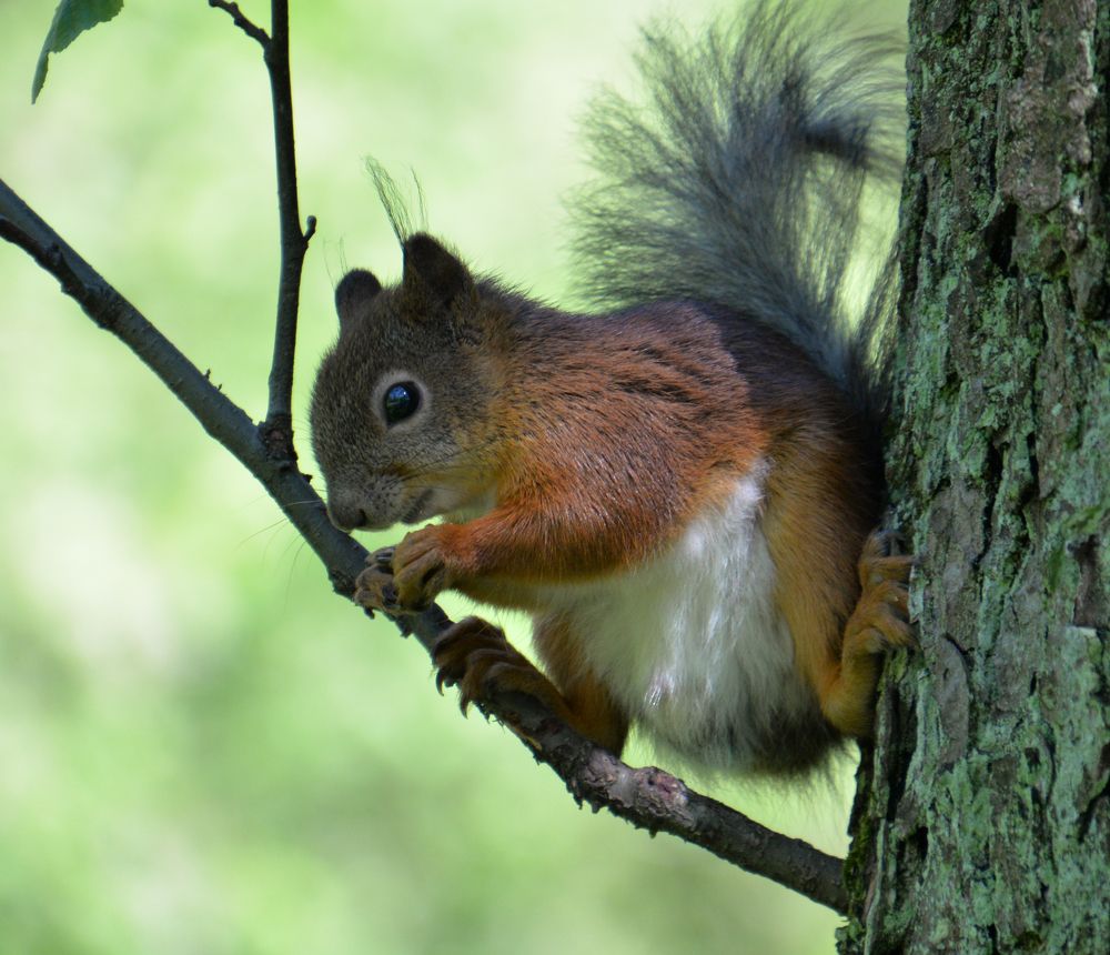Фотография автора Станислав Ермолин