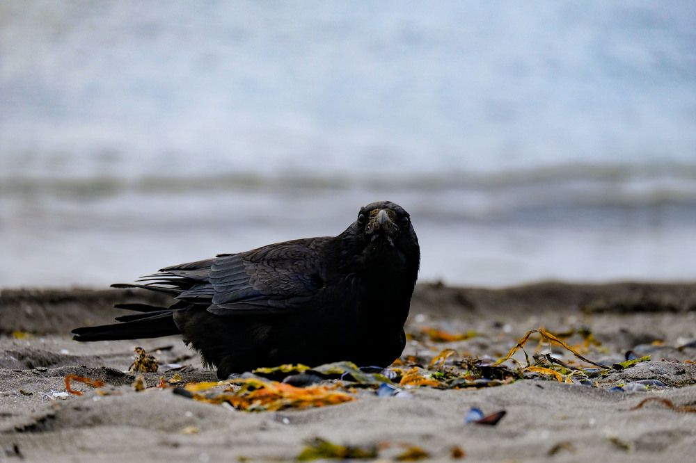 Фотография автора Егор Кондратьев