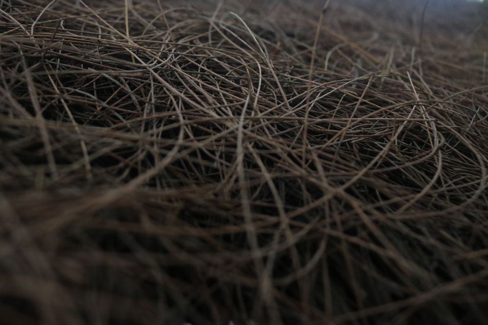 Photograph by Deasy Junita Dhani Hidayana