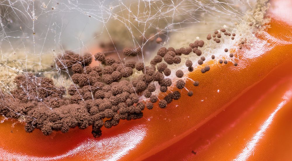 Photograph by Tomas Hora