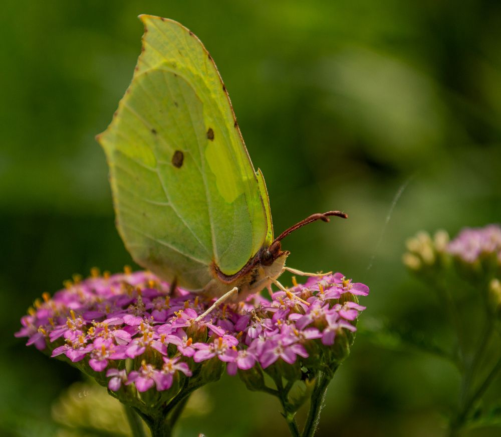 Photograph by Анастасия Литвинова