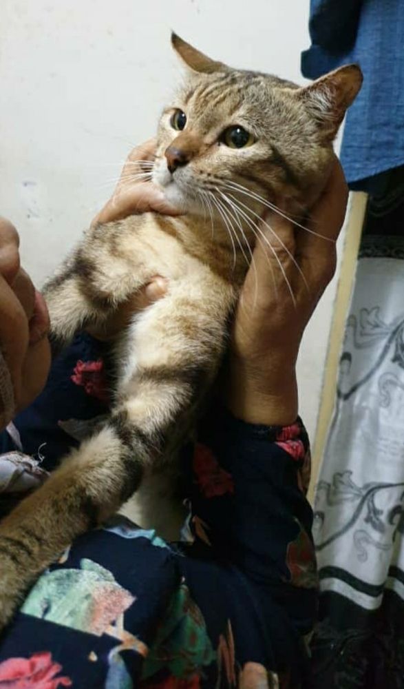 My luv bengal cat Jebat