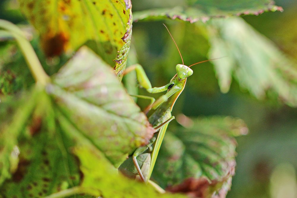 Photograph by Михаил Нестеров