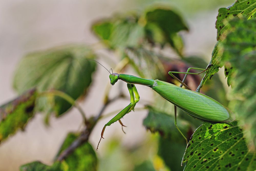 Photograph by Михаил Нестеров