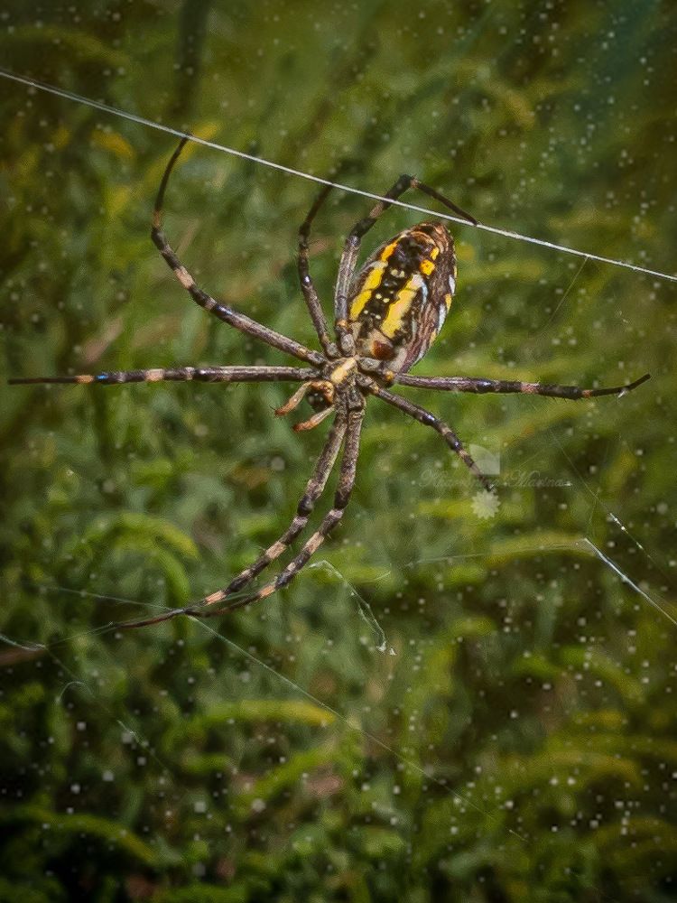 Photograph by Марина Хавронина