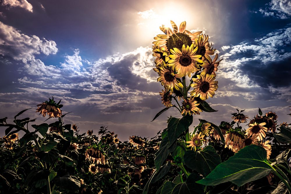 Sunflowers