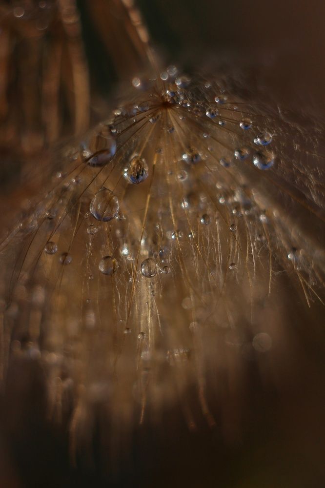 Photograph by Евгения Уманец