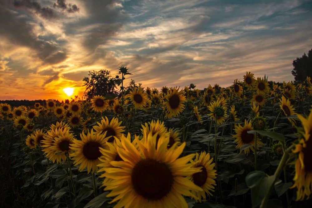 Photograph by Monika 21