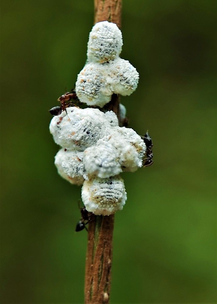 little world of insects