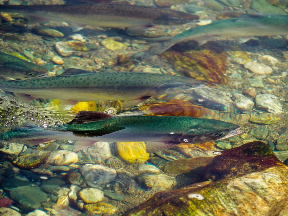 Фотография автора Olena Vorotyntseva