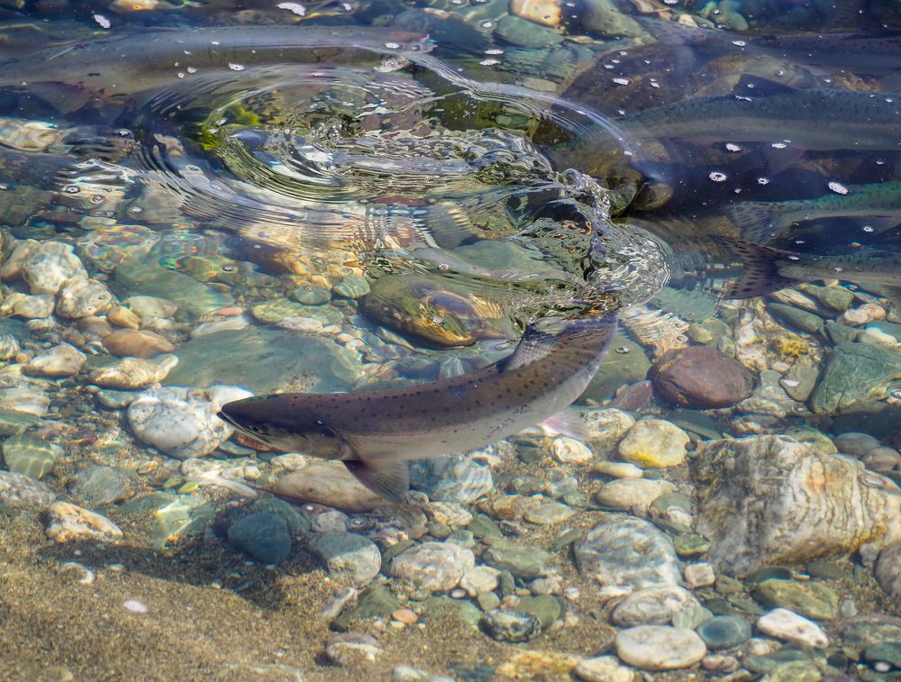 Фотография автора Olena Vorotyntseva