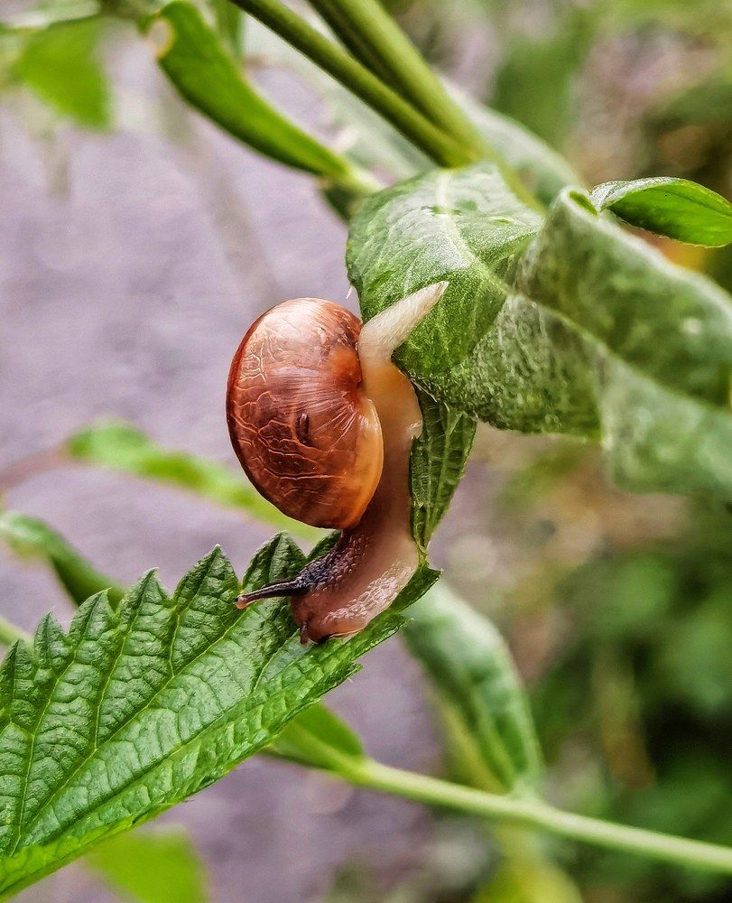 Медленный побег