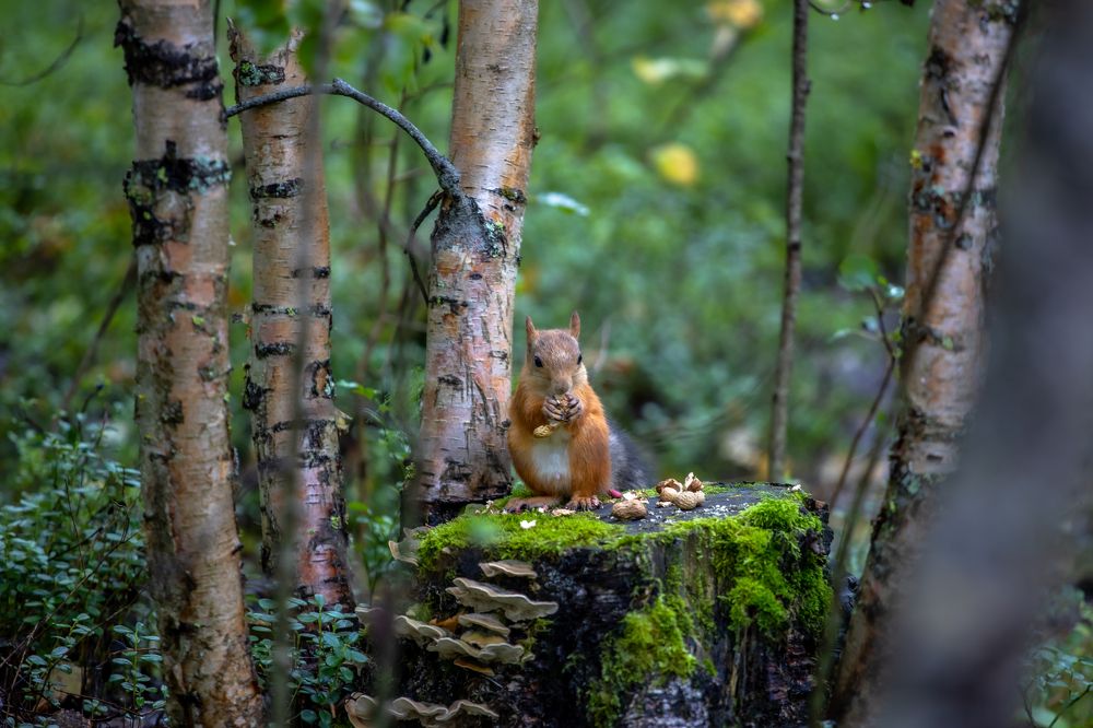 Photograph by Александр Бакин