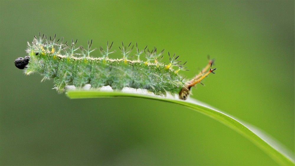 POOPING CATERPILLAR