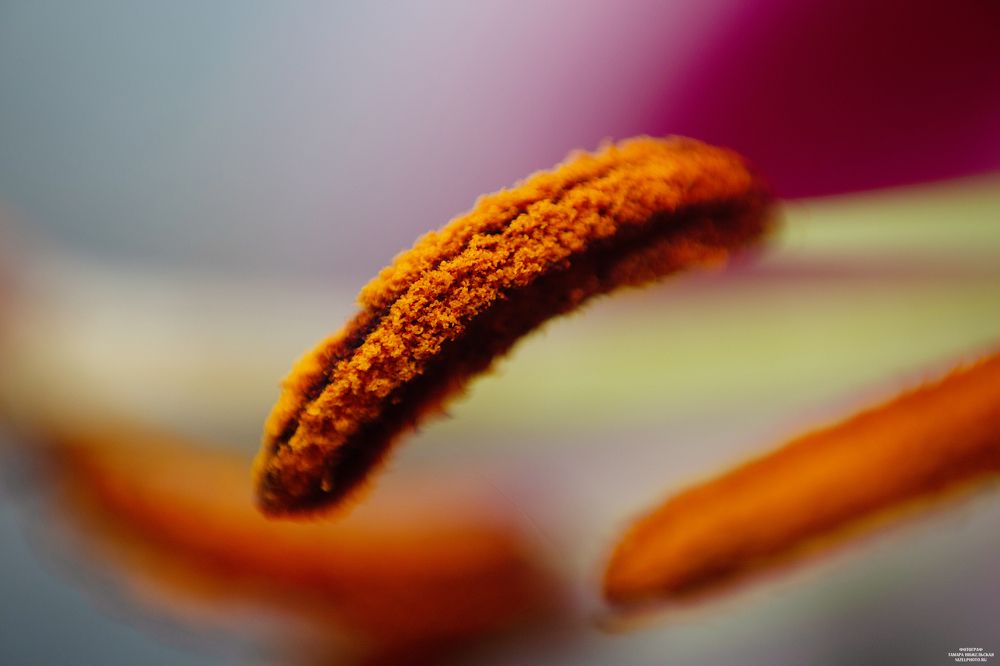 Фотография автора Тамара Нижельская