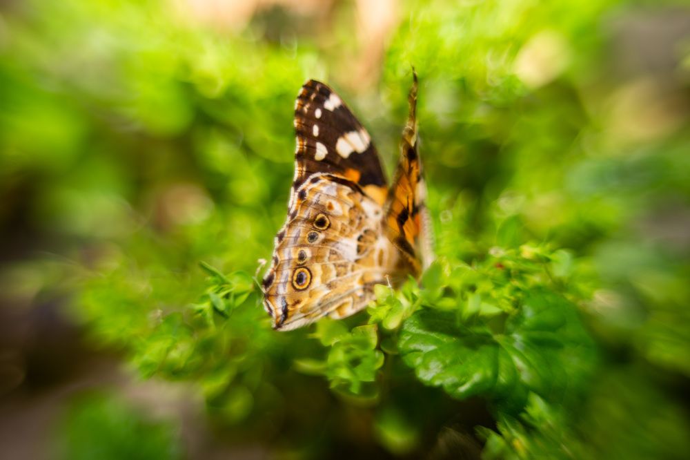 Фотография автора Тамара Нижельская